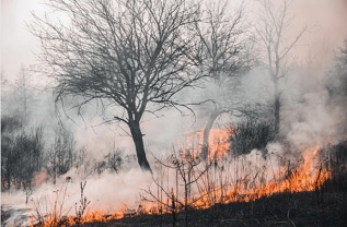 В Приморском районе начался пожароопасный сезон