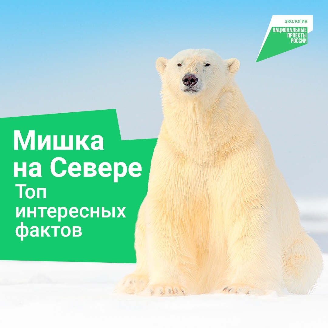 27 февраля — день белого медведя. 