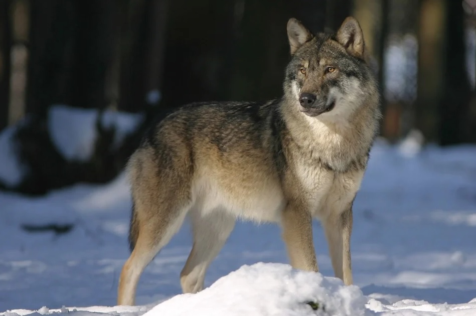 В Заостровье привлекают охотников к борьбе с волками