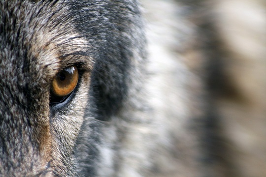 Всего с начала 2021 года на территории Приморского района было добыто 13 волков.