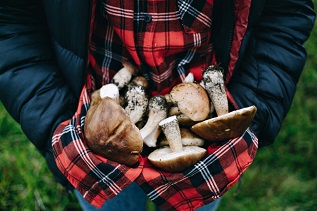 В Архангельской области началась грибная пора. Как безопасно собирать грибы в лесу?